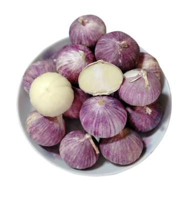 China New Solo Fresh Culture Organic Single Purple Garlic Fresh Garlic Tender for sale