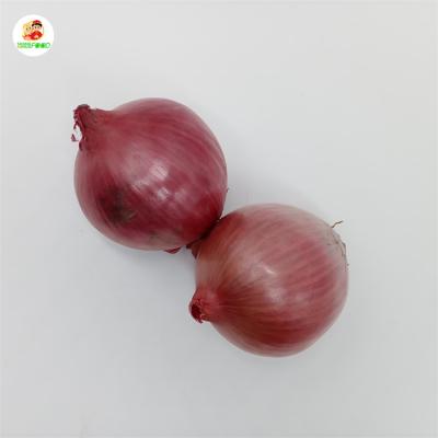 China 1000 Bags Red Yellow Onion China Shandong Bulk Fresh Onion For Export for sale