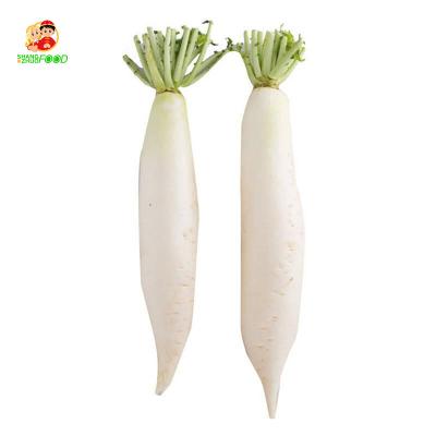 China 2021 Fresh New Corp. Chinese Fresh Radish Green White Radish for export for sale