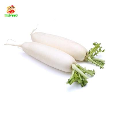 China SML Fresh Cheap Fresh Radish Chinese White Radish Export With Competitive Price for sale