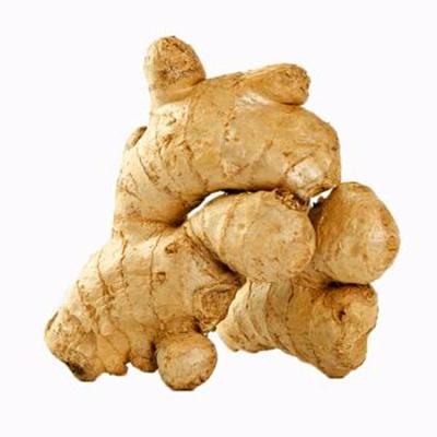 China 2020 fresh best price good quality Shandong Ginger Dry Fresh Ginger for sale for sale