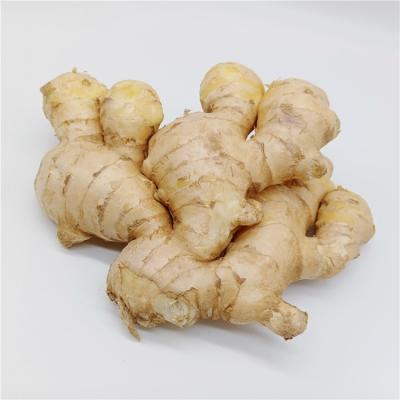 China Export Ginger Root Fresh Ginger Fresh Yellow Dry Dry Price for sale