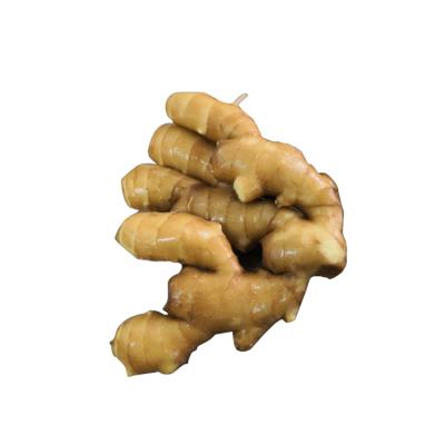 China Warm Stomach Factory Direct Hot Stomach Seasoning Natural Fresh Ginger China Ginger for sale