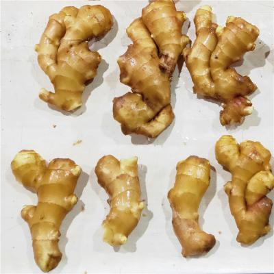 China Warm Stomach GAP 2020 Fresh Ginger Dried Ginger Online Wholesale Ginger From Ginger Factory for sale