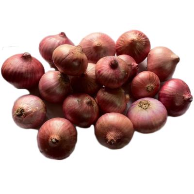 China Increase Appetite and Digestion Popular Natural Fresh Onions That Increase Appetite and Promote Digestion Porcelain Onion for sale