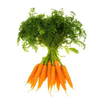 China Wholesale price of newest harvest carrots carrots supplier fresh fresh buyer fresh for sale