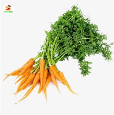 China 2021 fresh new carrot Chinese fresh vegetable carrot corp. for export for sale