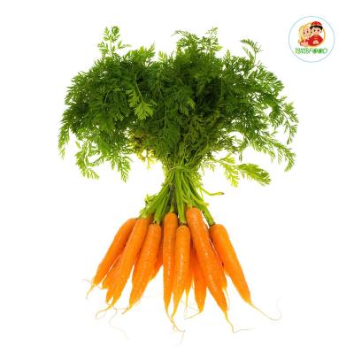 China New Hot Clean Selling Organic Food Chinese Bags New Red Carrot Crop for sale