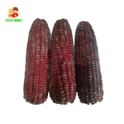 China FROZEN Corn IQF Organic Frozen Corn Cob In Frozen Corn With Low Price for sale