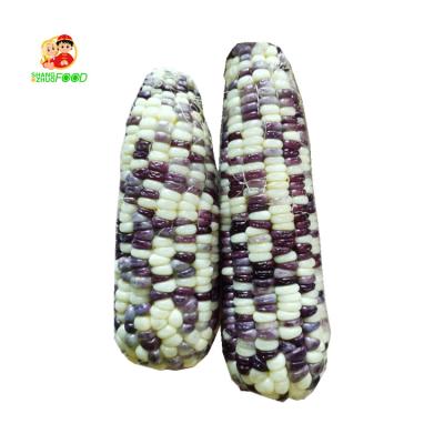 China Wholesale Fresh Food Online Frozen Yellow Corn On The Cob White Waxy Corn for sale