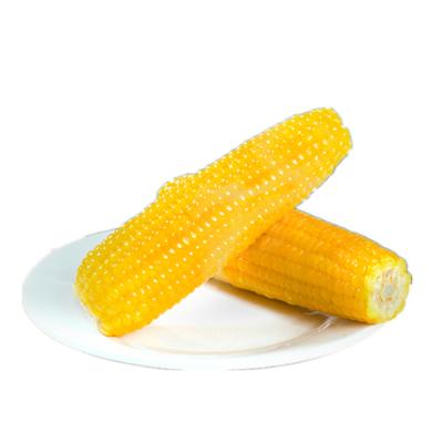 China Best Quality Best Corn On The Cob Vacuum Packing JELLY Sweet Corn Business Today for sale