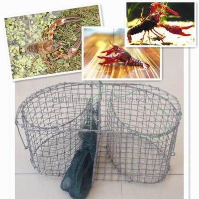 China Best Quality Crayfish Fishing Wire Mesh Crayfish Trap For Sale for sale