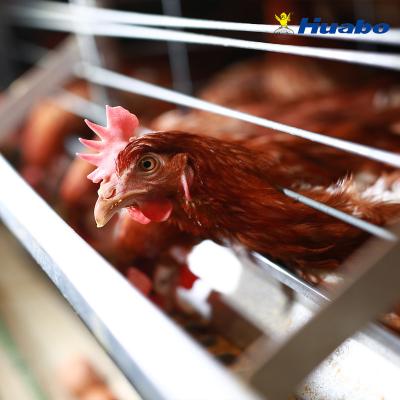 China Farms Chicken Egg Farm Equipment Layer Battery Cages Layers Poultry Cage for sale