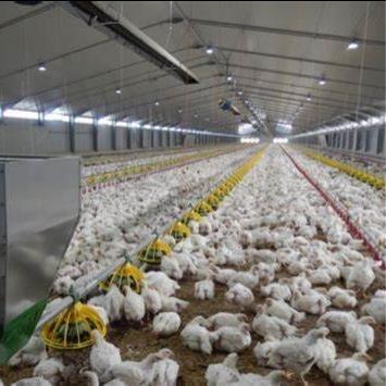 China Farms Broiler System Broiler Feeding Floor Raising Thrown Automatic Chicken Feeding And Drinking System for sale