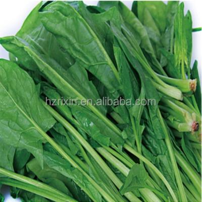 China FROZEN Frozen Block of Spinach Spinach Ball for sale