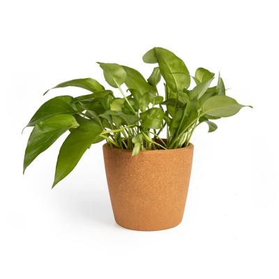 China Natural Creative Plant Indoor Environment and Outdoor Decorative Cork Plant Flower Pot for sale