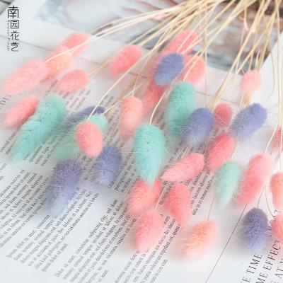 China Hotel Decoration Home Gift A0792 Wedding Natural Flower 20pcs Party Home Decoration Real Dried Lagurus Ovatus Dried Rabbit Hare Rabbit Tail Grass for sale