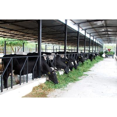 China Steel Cow Shed Low Cost Customized Designs Industrial Prefab Buildings Steel Structure Cow Shed Suppliers for sale