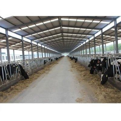 China Steel cow shed industrial low cost drawings buildings steel structure cow/sheep/chicken shed industrial prefab factory wholesale for sale