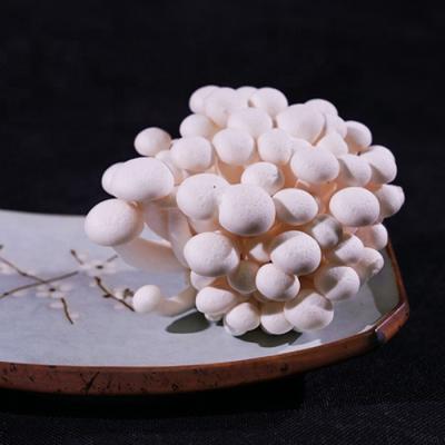 China Fresh bottle grown fresh growing white beech mushroom buna whole plant shimeji for sale