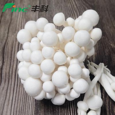 China Finc Freshmore Fresh Bottle Cultured White Beech Tree Mushroom for sale