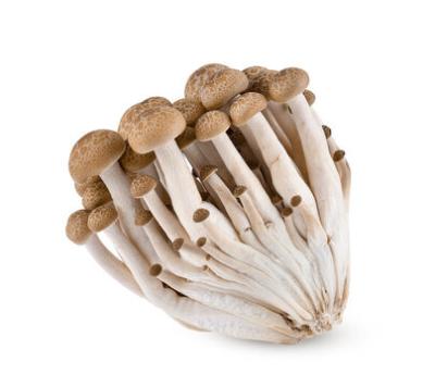 China Exotic Flavor Clamshell Seafood Fresh Exported Brown Mushroom for sale