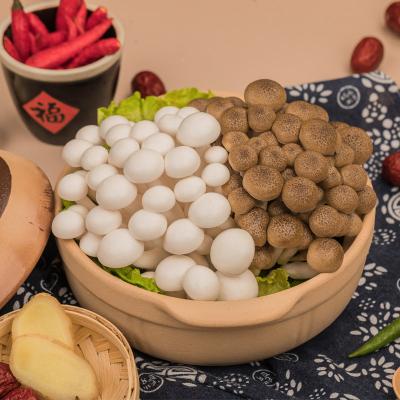 China Fresh cool shimeji mushroom in brown and white variety for sale