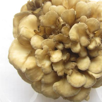 China fresh fresh maitake mushroom for sale