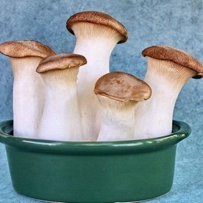 China Finc fresh hot sale fresh eryngii mushroom for sale