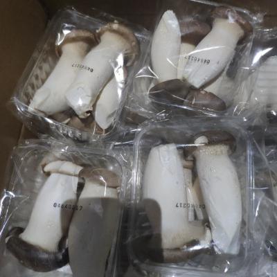 China Fresh Cultivated Edible Mushroom Eryngii Mushroom Fresh Worldwide Selling for sale