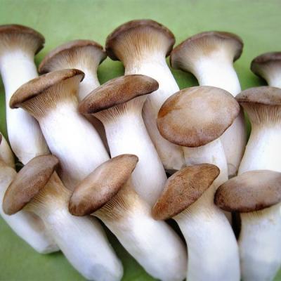 China Large texture fresh worldwide exported exotic fresh eryngii mushroom for sale