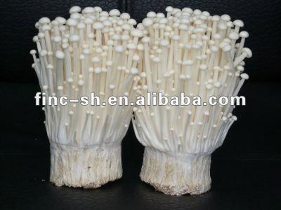 China Fresh mushroom enoki for sale