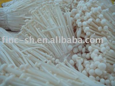 China Fresh Enoki Golden Needle Mushroom for sale