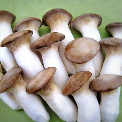 China Exotic Fresh Hot Sale Green Food King Trumpet Asian Mushroom for sale