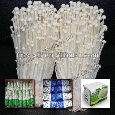 China Finc fresh fresh enoki mushroom-vegetable for sale