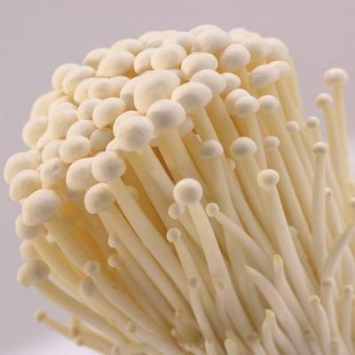 China Finc Fresh Enoki Golden Needle Mushrooms for sale