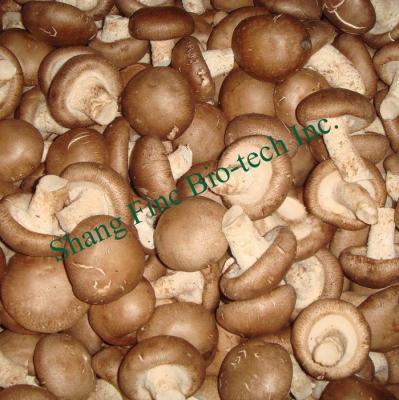 China Finc Fresh Cool Shiitake Mushroom Refreshing Long Life for sale