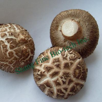 China Shanghai Finc Fresh Fresh Shiitake Mushroom High Quantity for sale