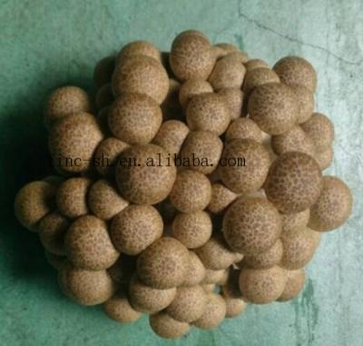 China Fresh Hypsizygus marmoreus brown beech mushroom shimeji for sale