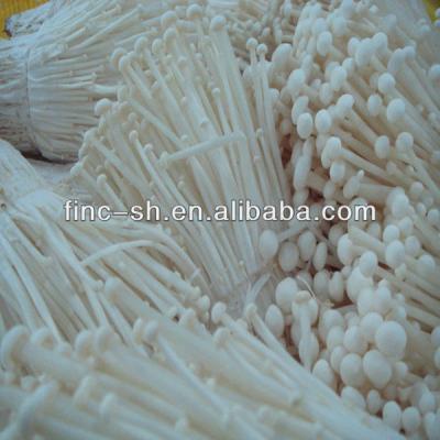 China Fresh Golden Needle Mushroom for sale