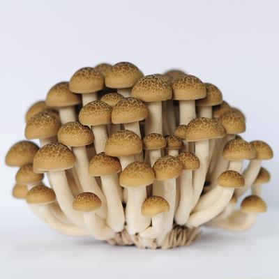 China China Finc Factory Fresh Mushroom Shimeji with White and Brown for sale