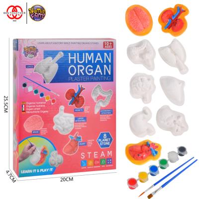 China Plaster Painted Educational Diy Plaster Human Organs Painting Kits Toys for sale