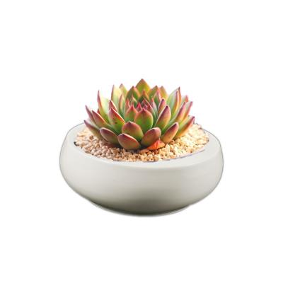 China Wholesale Supply CLASSIC white antique planter cactus garden succulent planters and cheap ceramic planter pots for sale