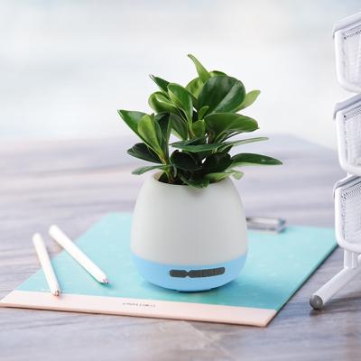 China Smart phone function wireless speaker music flower potted plant fiber material and type radio flower pots pot for sale