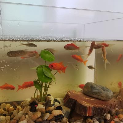 China Popular Mini Fish Tank Desktop Acrylic Shop Display Stand Mini Aquarium Tank Bowl for Goldfish Betta Small Fish for Garden, Home, Outdoor for sale