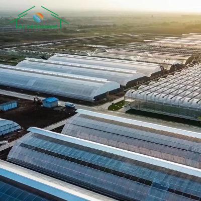 China Multi-span Commercial Automated agriculture Poly Tunnel Plastic Film Greenhouse PE Greenhouse tomato rose growing for sale