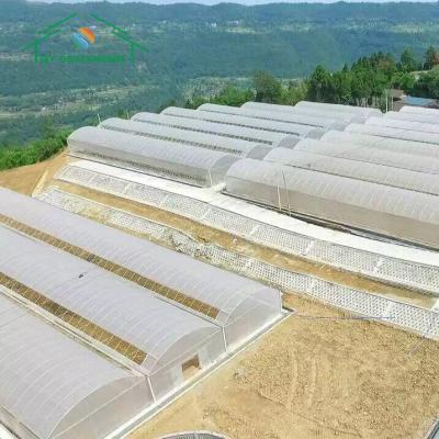 China Commercial Automated agriculture Poly Tunnel PE Greenhouse tomato rose growing for sale