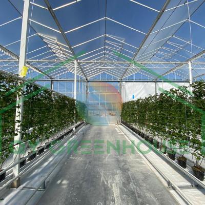 China Hydroponics system aeroponic tower garden for agricultural Multi-span glass greenhouse for sale