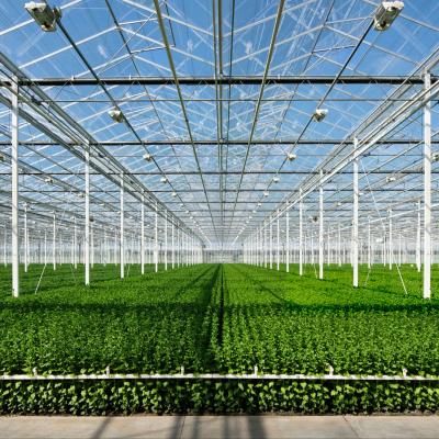 China Multi-span Glass Greenhouse Commercial Greenhouse vegetables and flowers growing for sale