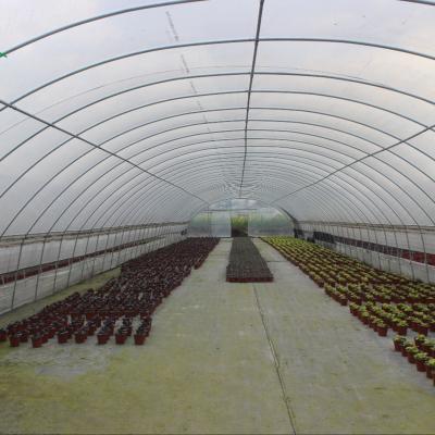 China Commercial China PE Plastic Large Tunnel Greenhouse For Vegetables growing for sale